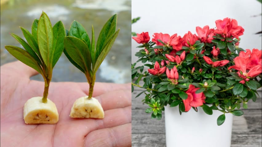Grow Azaleas from cuttings | How to grow Azaleas