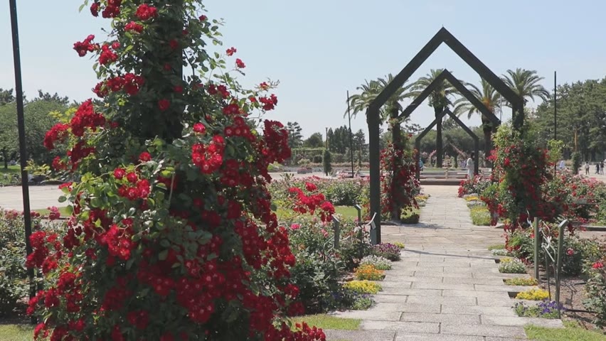 大阪府最大玫瑰園 近400種絢麗盛開 - 大阪景點 - 新唐人亞太電視台