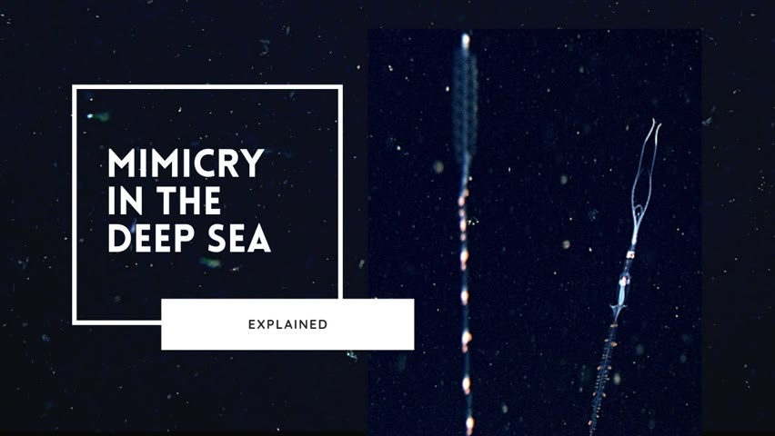 The Odd World of Deep Sea Mimicry