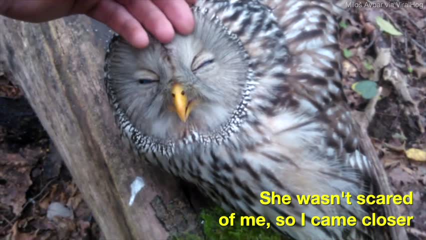  Wild Owl Loves Being Petted
