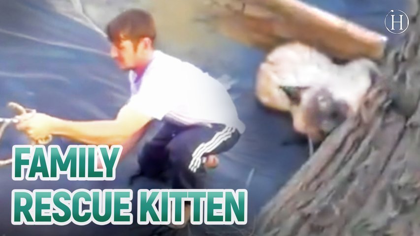 Family Don't Give Up On Rescuing Kitten
