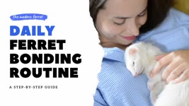 DAILY Ferret Bonding Routine | Ferret Care