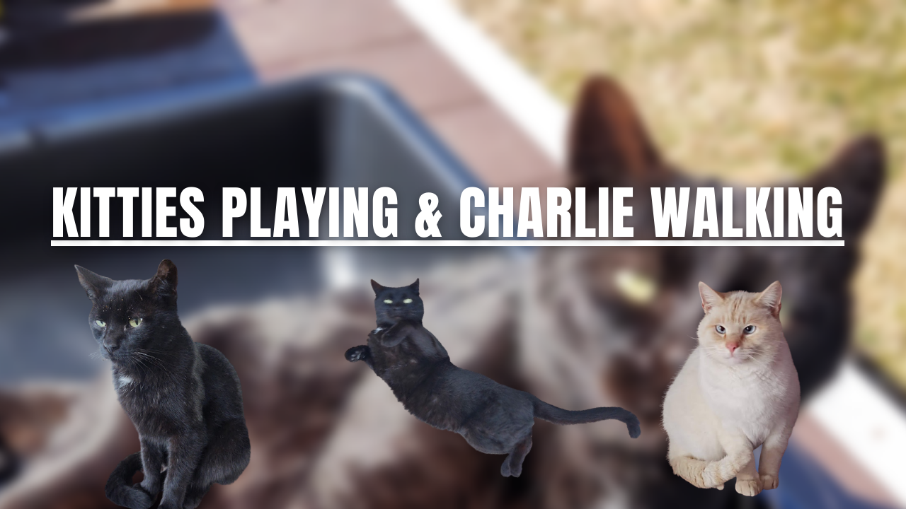 Kitties playing & Charlie walking