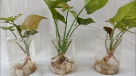 Syngonium Propagation in water