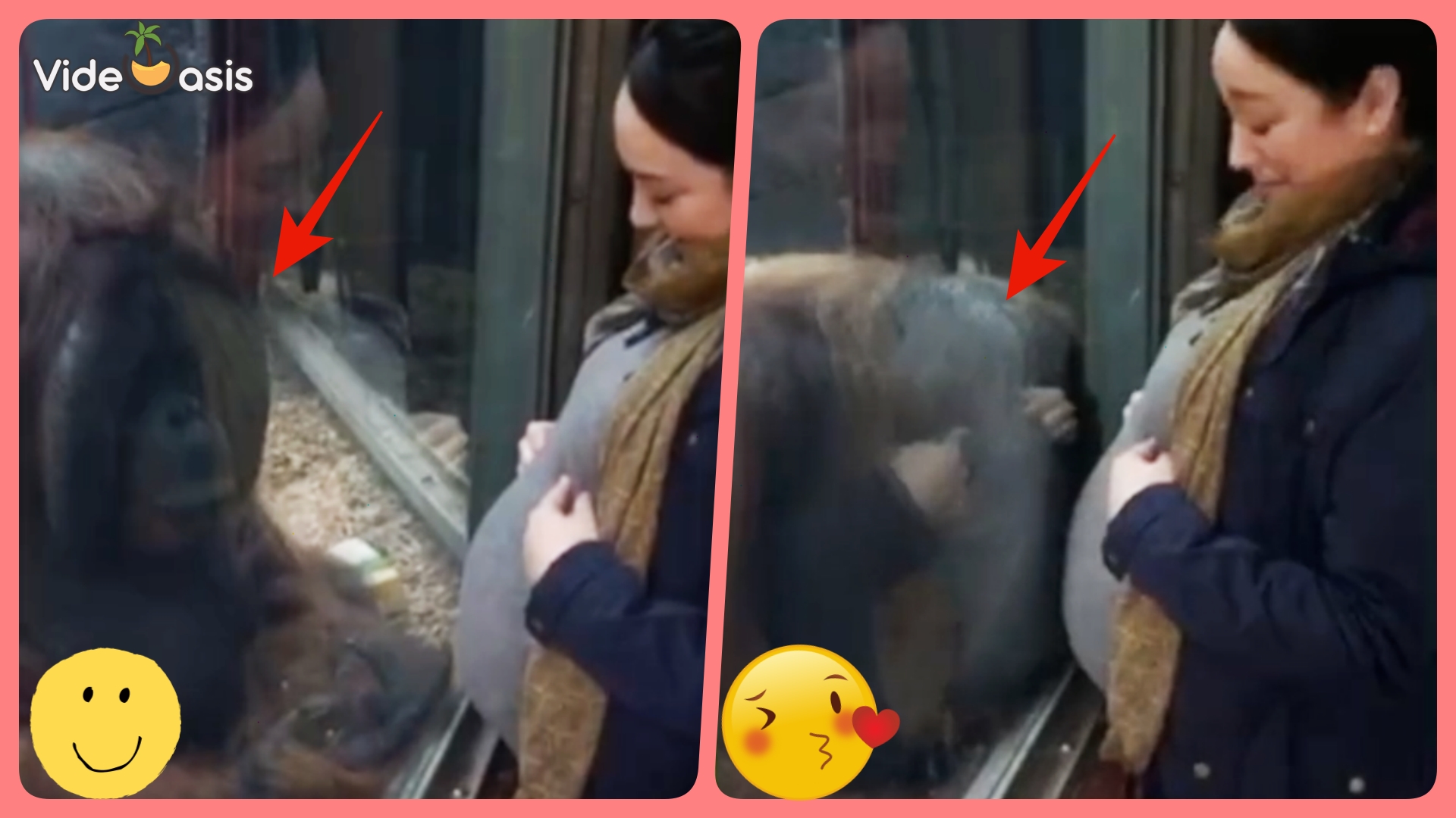 Orangutan Gives Pregnant Woman's Belly a Kiss ｜VideOasis