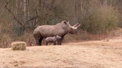 Dutch zoo's baby rhino Naomi makes her first steps outside