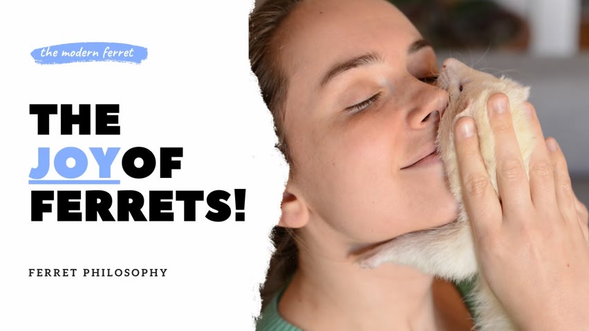 Ferrets, Faith, and The Meaning of Joy | The Modern Ferret