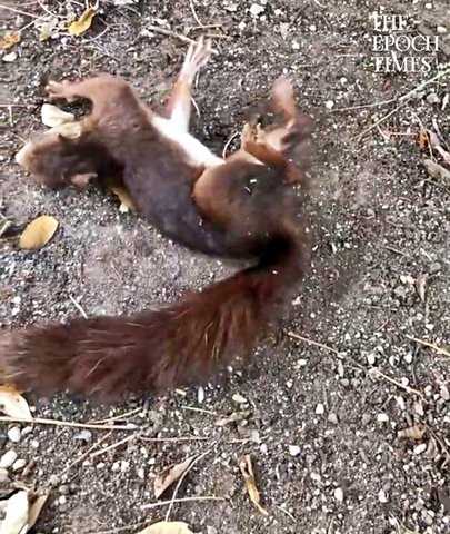 Epileptic Squirrel Got Saved Just in Time
