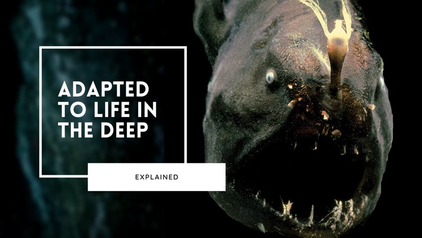 How to Survive the Deep Sea | Adaptations Explained