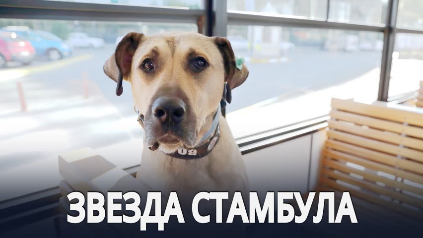 Куда бродячая собака каждый день едет на метро?