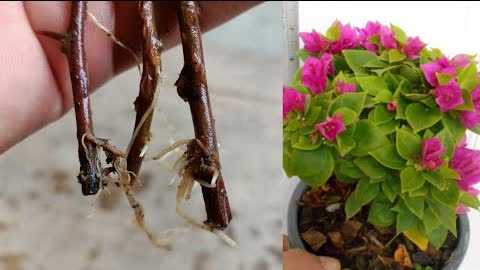 How to grow bougainvillea plant ,Grow bougainvillea cuttings faster without using root hormone