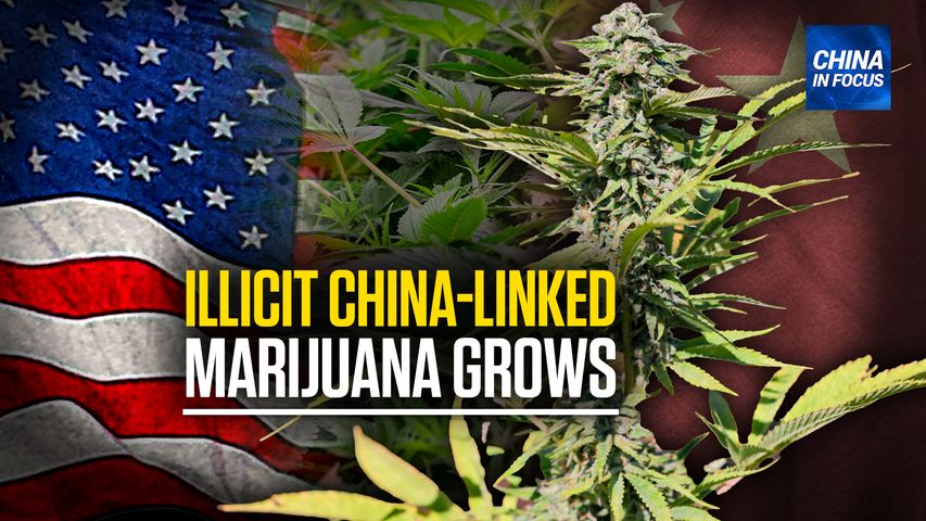 [Trailer] Illicit Chinese Marijuana Grows: Lawmakers Concerned | CIF