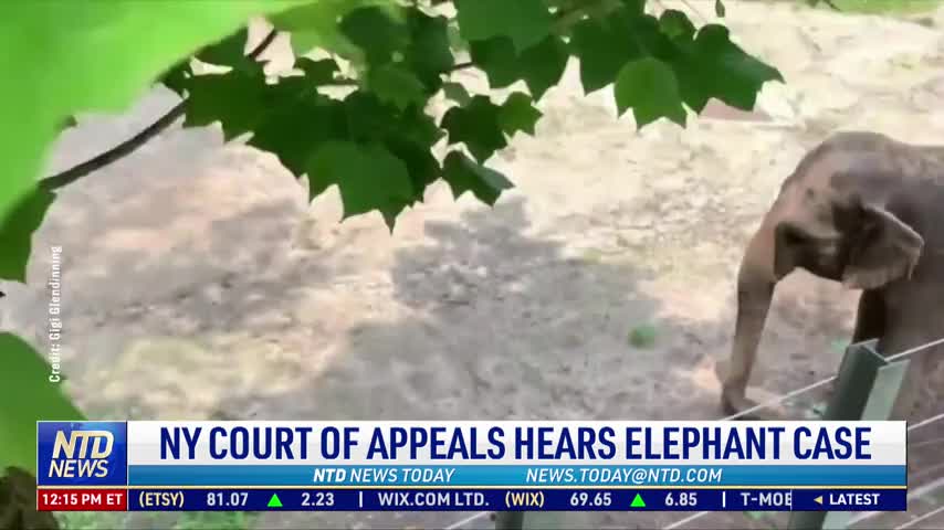 New York Court of Appeals Hears Elephant Case