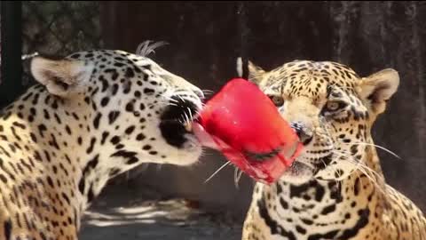 Как ягуары и тигры переживают жару в зоопарке в Мексике