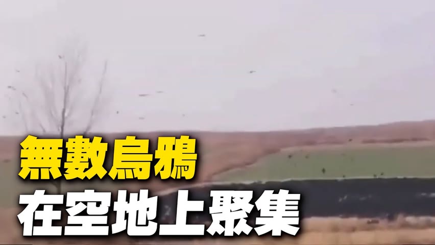 1月19日，安徽網友拍下驚悚一幕，無數烏鴉從不同地方飛來，在一塊空地上聚集，看著瘆人。【 #天災人禍 】| #大紀元新聞網