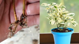 How to grow Starlight Ficus ,Starlight ficus Propagation from cuttings ,100% Success Techniques