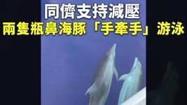 同儕支持減壓 兩隻瓶鼻海豚「手牽手」游泳 - 可愛動物 - 新唐人亞太電視台