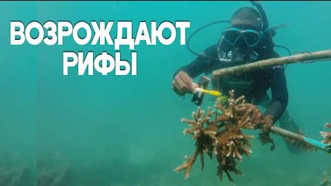 Дайверы высаживают кораллы в Индийском океане