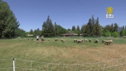 綿羊代替割草機 加州出動最萌消防隊 - 可愛動物 - 新唐人亞太電視台