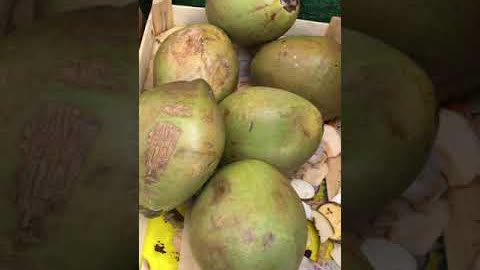 Jamaica jelly nut green coconut ! #short