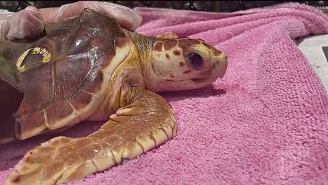 Из-за жары на пляжах Флориды больше не рождаются самцы черепах