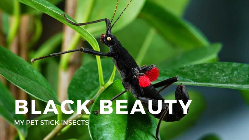 My Black Beauty Stick Insects