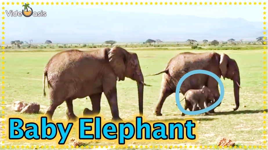 Baby Elephant｜VideOasis