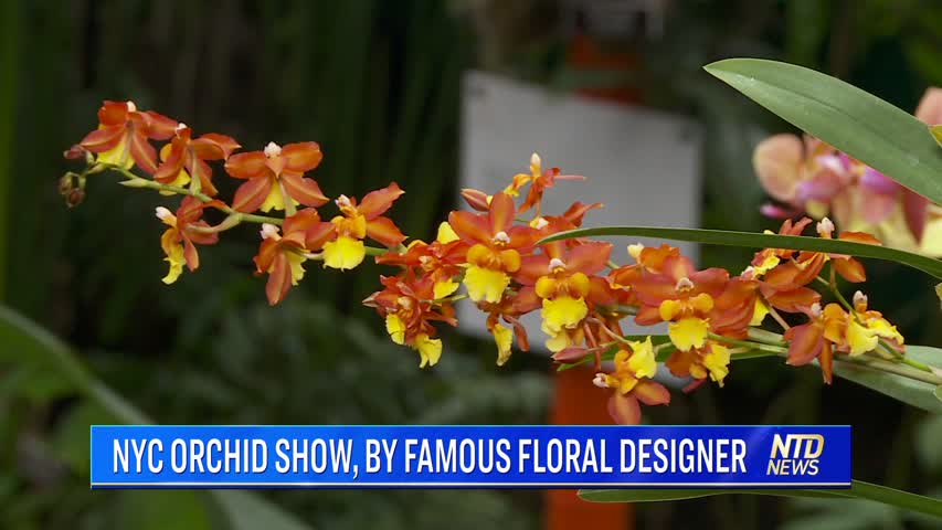 Bold, Beautiful Adventure at the 2020 NYC Orchid Show