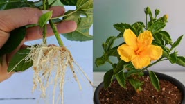 How to grow Hibiscus , Best way to grow hibiscus plant ,how to grow hibiscus plant at home