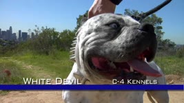 WHITE DEVIL - MOST EXTREME LOOKING PITBULL DOG