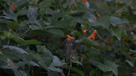 9月30日傍晚，攝影師拍到法拉盛的凱辛娜走廊公園（Kissena Corridor Park）的蜂鳥。花的顔色會吸引蜂鳥，蜂鳥有記憶力，它們知道哪裏有花蜜，來年會再飛回來。
