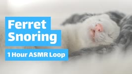 White Ferret SNORING Loudly | Ferret ASMR