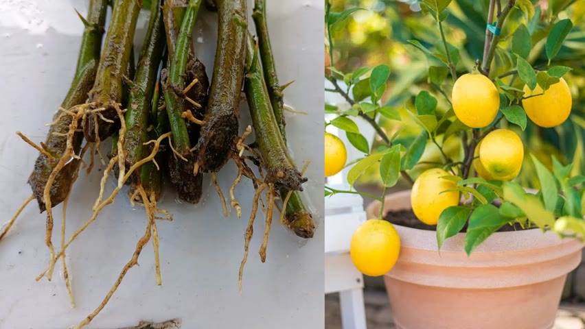Grow Lemon tree without Using Root hormone | How to grow lemon tree | Lemon tree