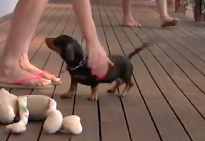 Dachshund Puppy Saves Owner from Attack