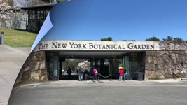 纽约植物园(美国篇6)---New York Botanical Garden;（天使在人间第7期）An Angel Of This World