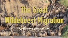 Nature's Wonders - The Great Wildebeest Migration