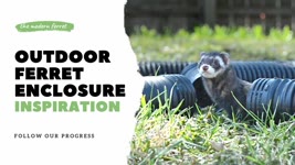 Ferret Outdoor Enclosure: DREAM Inspiration