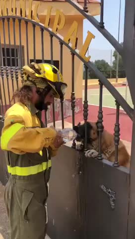 Bombero da a beber agua a mascotas afectadas por la ola de calor en España