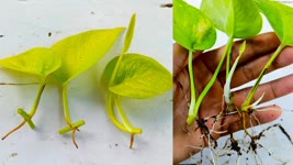 How to grow Pothos from leaf | Easiest Method to grow Neon Pothos | Easy Gardening