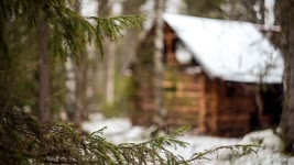 Going to live in the log cabin. Hunting for grouse with husky in the taiga. Forest Film