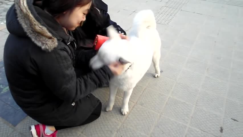 전주한옥마을에서 여성 관광객들에게 인기 많은 귀여운 진돗개 Cute Jindo Dog Popular with Tourists, Jeonju Hanok village . 全州韓屋村