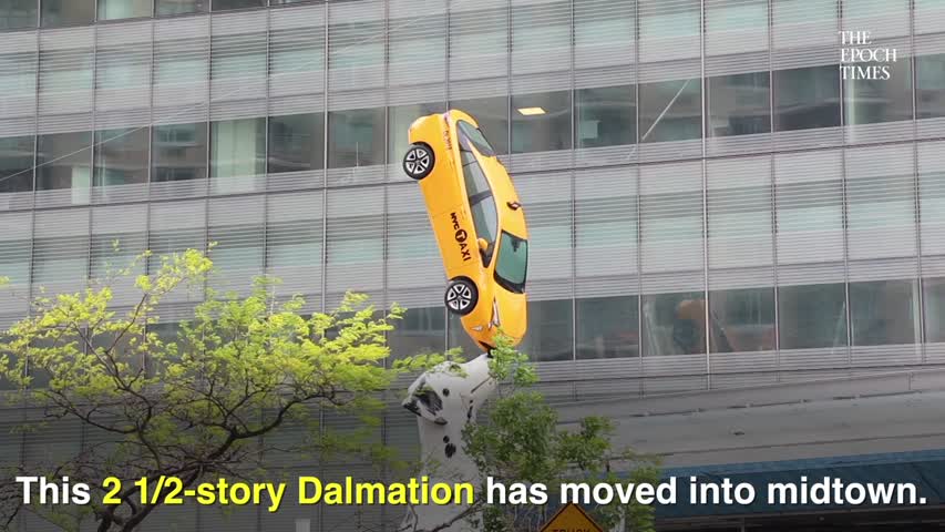 Giant Dalmatian with Real Taxi on its Nose Comes to Midtown