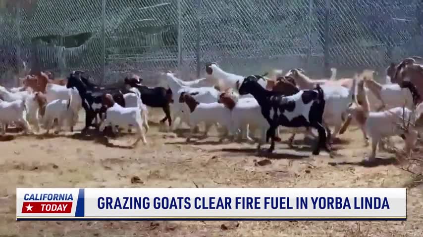 Grazing Goats Clear Fire Fuel in Southern California City