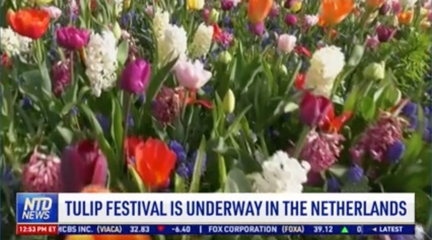 V1_TULIP FESTIVAL IS UNDERWAY IN THE NETHERLANDS