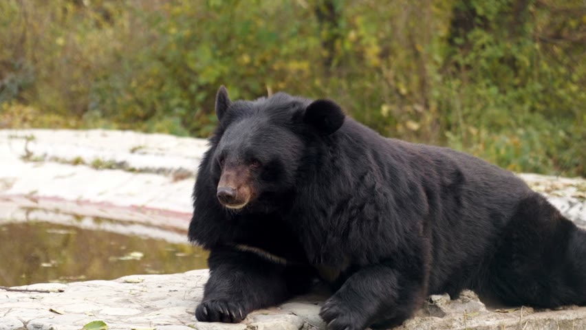 Black Bear Dachigam National Park 4k