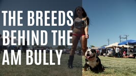 WHICH BREEDS WERE USED TO CREATE THE AMERICAN BULLY?