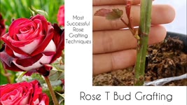 Rose Grafting ,Rose Bud Grafting ,How to graft Rose Plant ,Rose Plant Grafting
