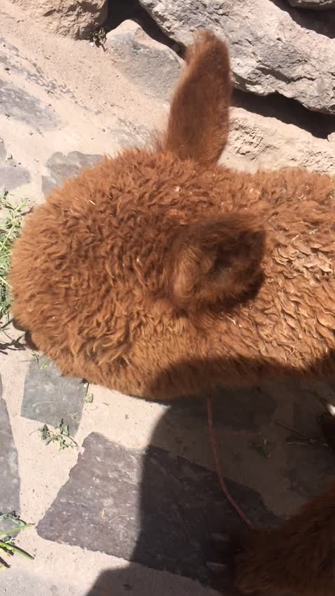 Wild Alpaca Spotted in a City
