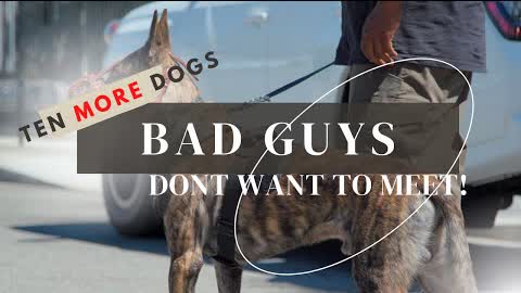 TEN MORE DOGS THE BAD GUYS DON'T WANT TO MEET!
