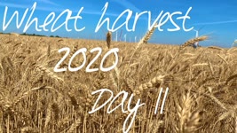 Wheat Harvest 2020 - Day 11